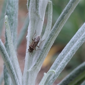 Miridae (family) at Lyons, ACT - 25 Sep 2024