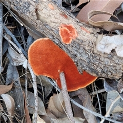 Trametes coccinea at Moreton Island, QLD - 25 Sep 2024 by trevorpreston