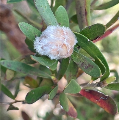 Leptospermum lanigerum (Woolly Teatree) at Tianjara, NSW - 13 Sep 2024 by JaneR