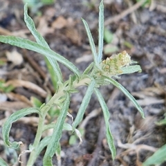 Gamochaeta calviceps (Narrowleaf Purple Everlasting) at Moreton Island, QLD - 25 Sep 2024 by trevorpreston