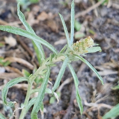 Gamochaeta calviceps (Narrowleaf Purple Everlasting) at Moreton Island, QLD - 25 Sep 2024 by trevorpreston