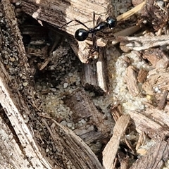 Unidentified Ant (Hymenoptera, Formicidae) at Moreton Island, QLD - 24 Sep 2024 by trevorpreston