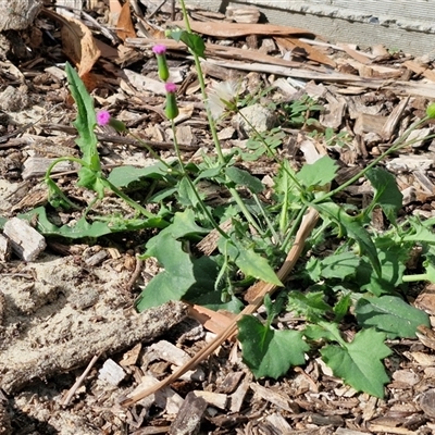 Emilia sonchifolia (Lilac Tassel-Flower) at Moreton Island, QLD - 25 Sep 2024 by trevorpreston