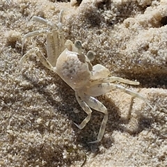 Unverified Crab at Moreton Island, QLD - 25 Sep 2024 by trevorpreston