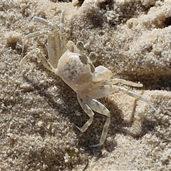 Unidentified Crab at Moreton Island, QLD - 24 Sep 2024 by trevorpreston