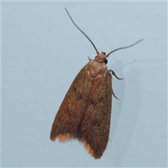 Tachystola acroxantha (A Concealer moth) at Harrison, ACT - 24 Sep 2024 by DPRees125