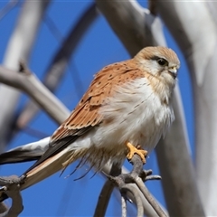 Falco cenchroides at Molonglo, ACT - 16 Jul 2024 01:43 PM