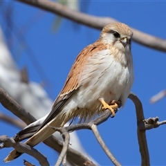 Falco cenchroides at Molonglo, ACT - 16 Jul 2024 01:43 PM
