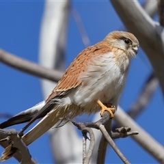 Falco cenchroides at Molonglo, ACT - 16 Jul 2024 01:43 PM