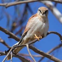 Falco cenchroides at Molonglo, ACT - 16 Jul 2024 01:43 PM