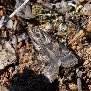 Nomophila corticalis at Throsby, ACT - 23 Sep 2024