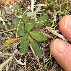 Solenogyne gunnii at Harrison, ACT - 25 Sep 2024