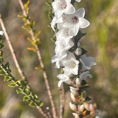 Epacris gunnii (Heath) at Tianjara, NSW - 13 Sep 2024 by JaneR