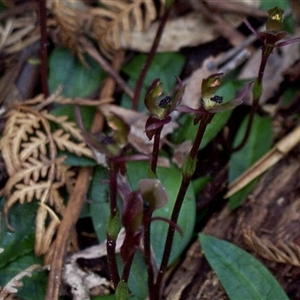 Chiloglottis trapeziformis at Mornington, VIC - suppressed