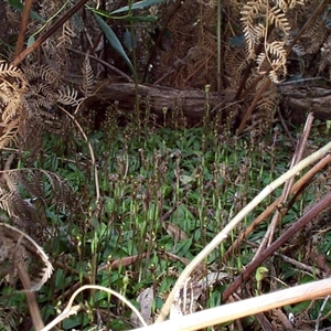 Chiloglottis trapeziformis at Mornington, VIC - suppressed
