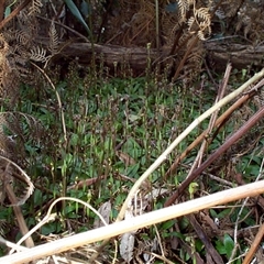 Chiloglottis trapeziformis at Mornington, VIC - suppressed
