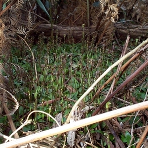 Chiloglottis trapeziformis at Mornington, VIC - suppressed