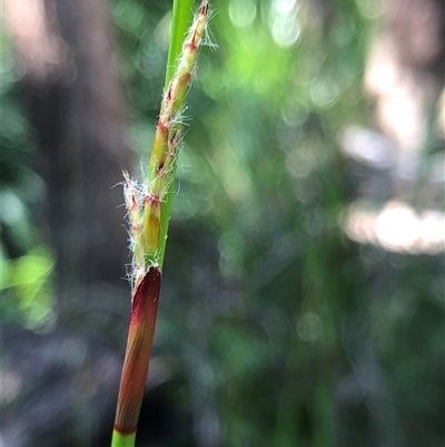 Baloskion tetraphyllum subsp. meiostachyum at Kungala, NSW - 25 Sep 2024 by donnanchris