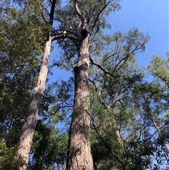 Eucalyptus resinifera at Kungala, NSW - 25 Sep 2024 by donnanchris