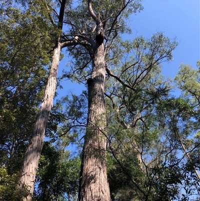 Eucalyptus resinifera at Kungala, NSW - 25 Sep 2024 by donnanchris