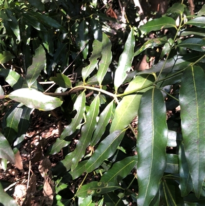 Unidentified Other Tree at Kungala, NSW - 25 Sep 2024 by donnanchris