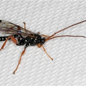 Echthromorpha intricatoria at Melba, ACT - 24 Sep 2024 03:07 PM