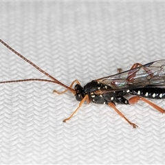 Echthromorpha intricatoria at Melba, ACT - 24 Sep 2024