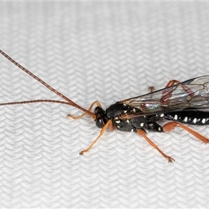 Echthromorpha intricatoria at Melba, ACT - 24 Sep 2024