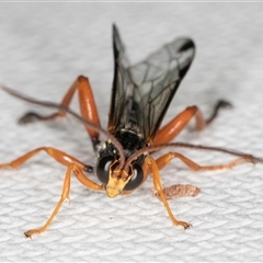 Echthromorpha intricatoria at Melba, ACT - 24 Sep 2024