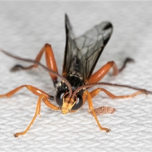 Echthromorpha intricatoria at Melba, ACT - 24 Sep 2024