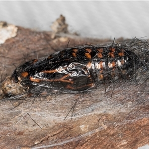 Echthromorpha intricatoria at Melba, ACT - 24 Sep 2024