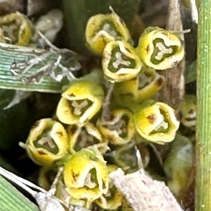 Lomandra bracteata at Franklin, ACT - 25 Sep 2024 12:29 PM