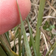 Lomandra bracteata at Franklin, ACT - 25 Sep 2024 12:29 PM