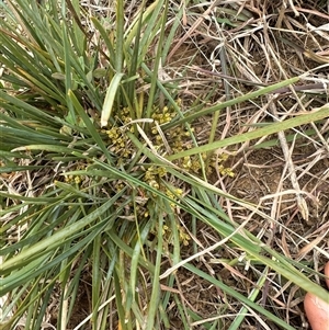 Lomandra bracteata at Franklin, ACT - 25 Sep 2024 12:29 PM