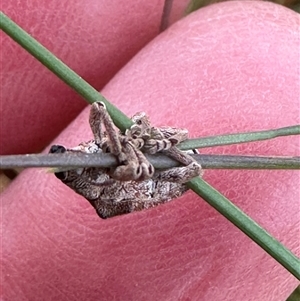 Gonipterus scutellatus at Harrison, ACT - 25 Sep 2024 11:15 AM