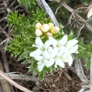 Asperula conferta at Harrison, ACT - 25 Sep 2024 10:53 AM