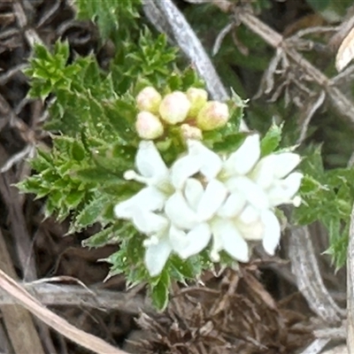 Asperula conferta (Common Woodruff) at Harrison, ACT - 25 Sep 2024 by lbradley