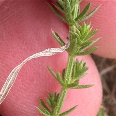 Asperula conferta at Harrison, ACT - 25 Sep 2024