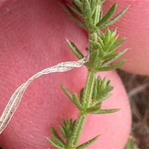 Asperula conferta at Harrison, ACT - 25 Sep 2024 10:53 AM