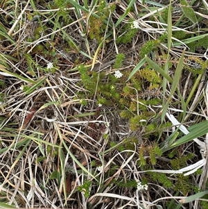 Asperula conferta at Harrison, ACT - 25 Sep 2024