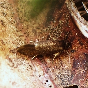 Leistomorpha brontoscopa at Cook, ACT - 22 Sep 2024