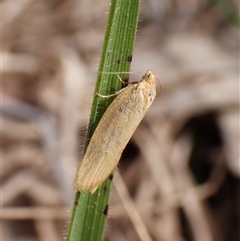 Tortricinae (subfamily) (A tortrix moth) at Cook, ACT - 24 Sep 2024 by CathB