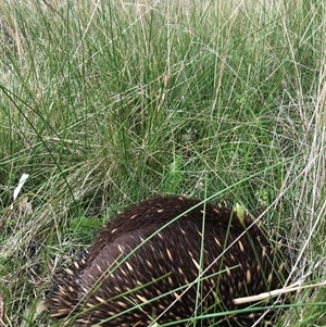 Tachyglossus aculeatus at Yass, NSW - 21 Sep 2022 11:02 AM