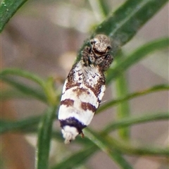 Oxythecta lygrosema (A scat moth (Oecophoridae)) at Aranda, ACT - 24 Sep 2024 by CathB