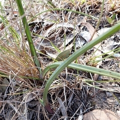 Calochilus platychilus (Purple Beard Orchid) at Cook, ACT - 22 Sep 2024 by CathB