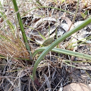 Calochilus platychilus at Cook, ACT - 22 Sep 2024