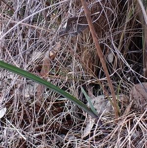 Calochilus platychilus at Cook, ACT - suppressed