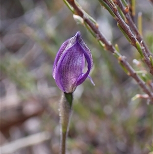 Glossodia major at Cook, ACT - suppressed