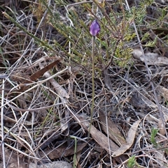 Glossodia major at Cook, ACT - suppressed