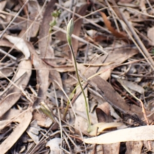 Glossodia major at Cook, ACT - suppressed